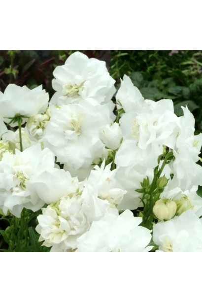 Кущ кампанули персиколистої ‘Elizabeth White’